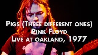 Pink Floyd  Pigs Three Different Ones  Live at Oakland [upl. by Notniw737]