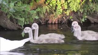 Mute swan  Cygnus olor  with cygnets [upl. by Naujej822]