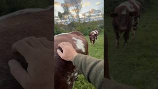 A Evening with The Herd sunset shorthorn cattle gigahank allmanbrothers viralvideo [upl. by Eenalem216]