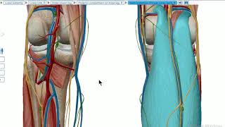 popliteal artery 3D anatomy [upl. by Beuthel314]