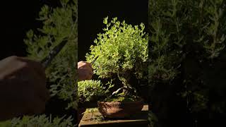 Easy Summer Pruning Potentilla Bonsai [upl. by Glavin]