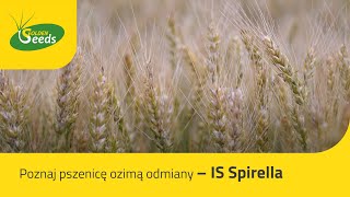 Poznaj pszenicę ozimą odmiany IS Spirella [upl. by Dijam]