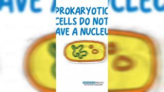 Eukaryotes vs Prokaryotes 🤔 [upl. by Okechuku]