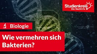 Wie vermehren sich Bakterien  Biologie verstehen mit dem Studienkreis [upl. by Picco]