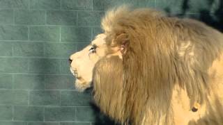 Lion Roar [upl. by Now]