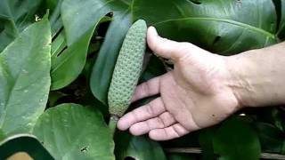 How to tell Monstera deliciosa from Philodendron bipinnatifidum [upl. by Kcirrej314]