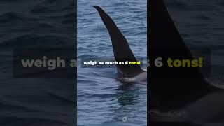 Info about Orcas shorts orcas facts marinelife dolphinfacts nature [upl. by Dilly]