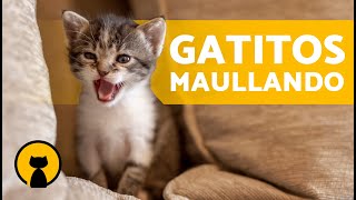 Gatos BEBÉS LLORANDO fuerte 🐱 Maullidos de GATOS RECIÉN NACIDOS [upl. by Orecic]