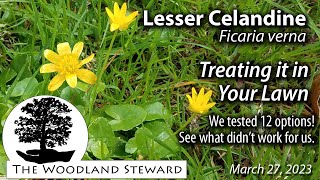 Lesser Celandine Treating it in Your Lawn or trying to March 27 2023 [upl. by Casandra666]