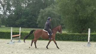 Reina 7yo hunterjumper prospect mare [upl. by Llenrag]