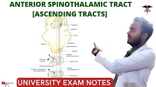 Anterior Spinothalamic Tract  Ascending Tracts  Spinal cord  CNS Physiology [upl. by Vonnie]