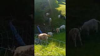 Buchs Schweiz buchs букс швейцария швейцарія schweiz nature природа schönheit switzerland [upl. by Damales]