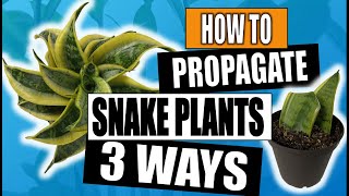 Snake Plant Propagation Sansevieria 3 Ways to Propagate [upl. by Ateiluj]