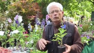 SAUGE GENTIANE des fleurs à lÉTONNANT BLEU  Conseils de CULTURE et dENTRETIEN [upl. by Gnihc]