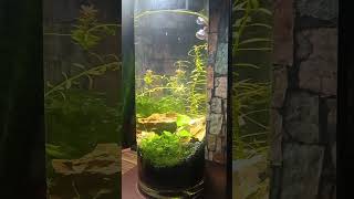 New Betta tank [upl. by Windy]