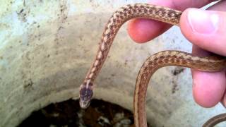 DeKays brown snakes [upl. by Isyak]