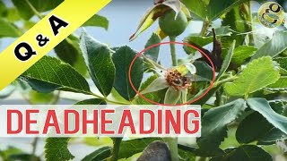 Deadheading in Gardening  What is the meaning of Deadheading Roses Flowering Plant Care [upl. by Hannej]