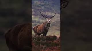 Photographing Red Deer Stag in the Scottish Highlands [upl. by Ketchum197]