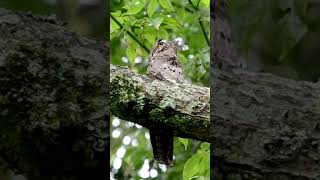 POTOO BIRD Sound Calls and Symbolism 💛 Healing Sounds of the Rainforest Birds [upl. by Joye]