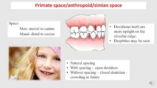 occlusion dental anatomy part 1 [upl. by Yssirk510]