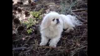 15 YEAR OLD PEKINGESE DOG IS A ZEN MASTER [upl. by Hyozo]