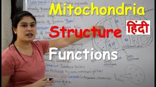 Mitochondria in Hindi  Cell Organelles  Structure  Functions [upl. by Zollie]