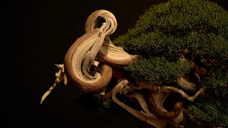 Trophy 2023 Bonsai Exhibition [upl. by Leodora]