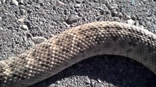 Rattlesnake with its head cut off still moving 30 [upl. by Reed496]