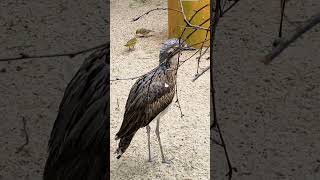 The Enchanting Calls of the Australian Curlew A Beautiful Bird 2024 🦜🦤 [upl. by Nissensohn755]