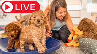 ADORABLE 5 Week Old Goldendoodle Puppies Play and Learn [upl. by Nerak]