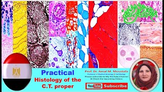 Practical histology of Loose areolar Adipose Reticular fibrous Yellow elastic amp Mucoid CT [upl. by Vlad]