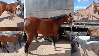 A feira de Cavalo é show cavalo com preço bom [upl. by Werdna]