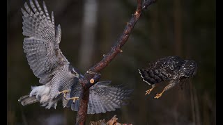 Goshawk Couple mating rituale [upl. by Syl]