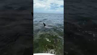 10 Foot Hammerhead encounter while Scalloping in Steinhatchee scalloping shark florida [upl. by Ainimreh]