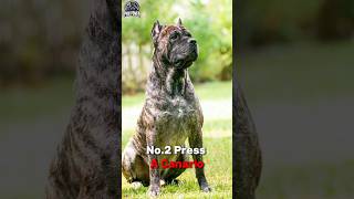 Cane Corso vs Presa Canario  Which Strong Dog Will Prevail shorts dog [upl. by Efren]