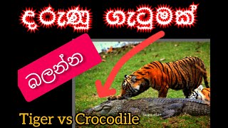 කොටි කිඹුල් දරුණු ගැටුම  Animal attack video  Wild life video  Tiger Attack  Crocodile Attack [upl. by Nicola57]