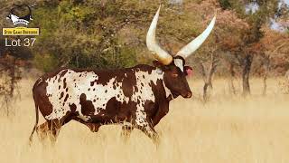 Ankole Cattle Lumarie 2024 [upl. by Gadmann]