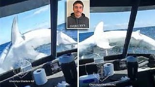 Mako shark leaps onto a New Zealand fishing boat off the Whitianga coast [upl. by Gene]