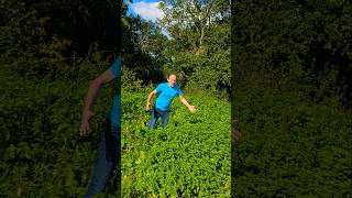 Rejuvenated Stinging Nettles herbs foraging gardening permaculture explore adventure ideas [upl. by Esnohpla]