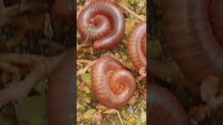 Baby Millipede Care Secrets Revealed in 24 Hours 12 [upl. by Daphene]