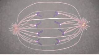 Mitosis Cell Division in Bengali [upl. by Nirak]