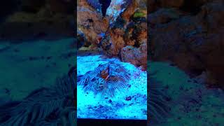 Clown Fish in Anemone clownfish anemone shortvideo shorts [upl. by Suirrad]