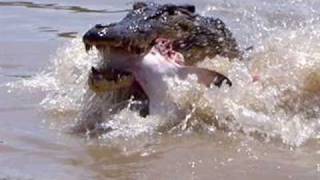 Crocodile Eats Shark [upl. by Krock]