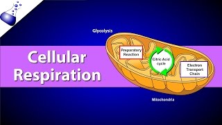 Cellular Respiration [upl. by Ttam]