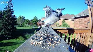 This Little Bluejay Good Morning from Bluejay [upl. by Ayotal]