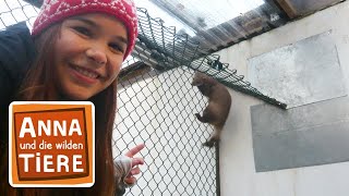 Frech wie ein Marder  Reportage für Kinder  Anna und die wilden Tiere [upl. by Elspet258]