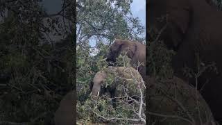 Elephants eating Marula fruits The fruit that Amarula liquor is made off AfricanSafariChannel [upl. by Limemann342]