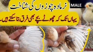 Chuzo mein murga murgi ki pehchan  How to Identify female amp male chicks  USAMA BHAI VLOGS 👍💯🐥 [upl. by Rhu886]