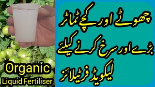 Powerful Liquid Fertiliser for Tomato Plant  Tomato Ke Plant Ke Liye Takatwar Khaad  Gardening [upl. by Sanford]