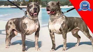 AMERICAN BULLY quotMERLEquot [upl. by Ahtanaram]